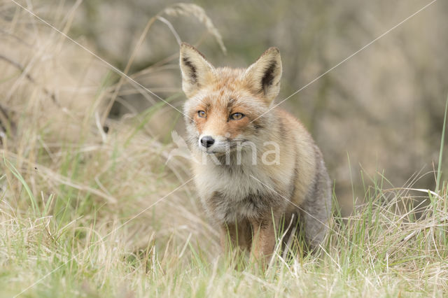 Fox (Vulpes vulpes)