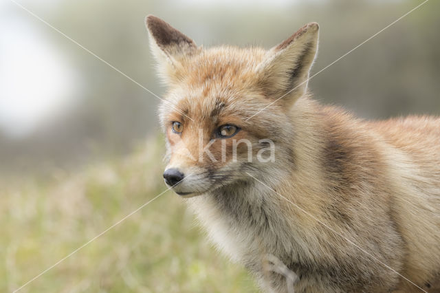 Fox (Vulpes vulpes)