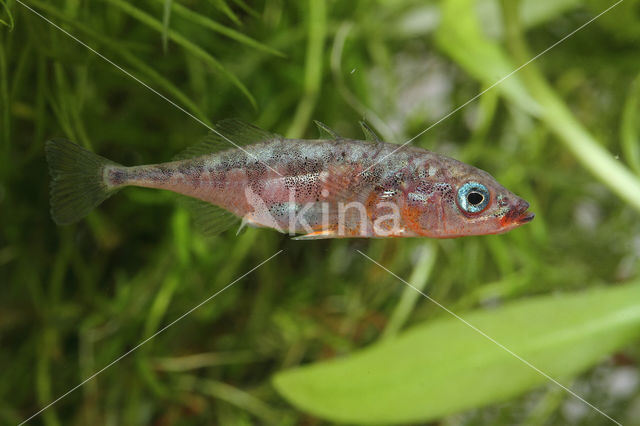 Three-spined stickleback (Gasterosteus aculeatus aculeatus)