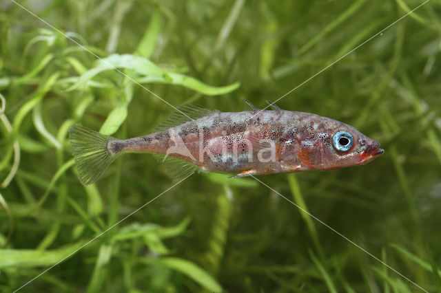 Three-spined stickleback (Gasterosteus aculeatus aculeatus)