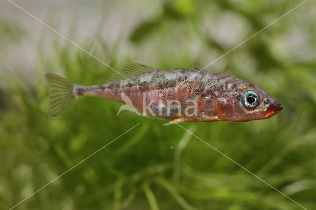 Three-spined stickleback (Gasterosteus aculeatus aculeatus)