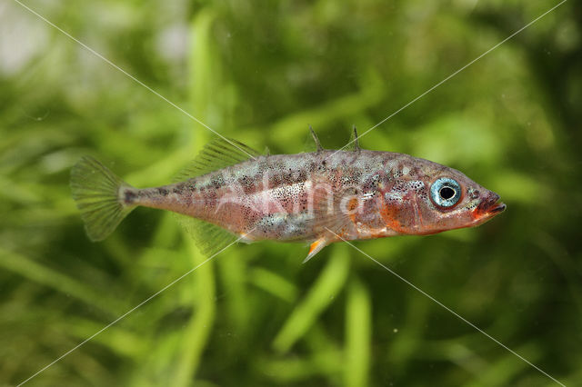 Three-spined stickleback (Gasterosteus aculeatus aculeatus)