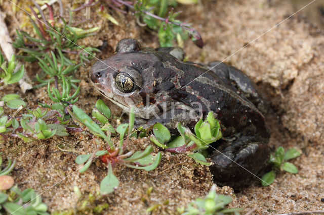 Common Spadefoot Toad (Pelobates fuscus)