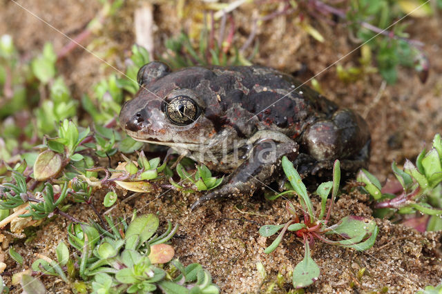 Common Spadefoot Toad (Pelobates fuscus)