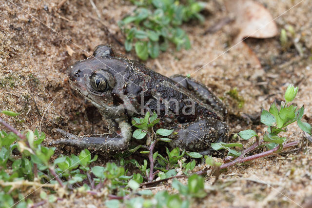 Common Spadefoot Toad (Pelobates fuscus)