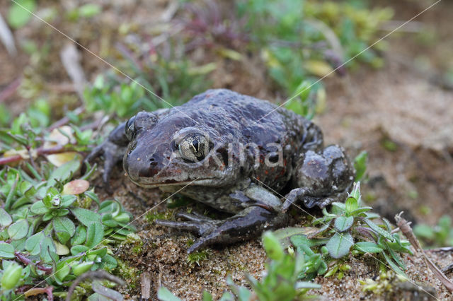 Knoflookpad (Pelobates fuscus)