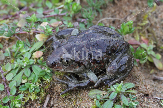 Common Spadefoot Toad (Pelobates fuscus)