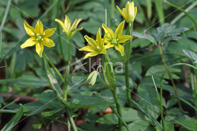 Schedegeelster (Gagea spathacea)