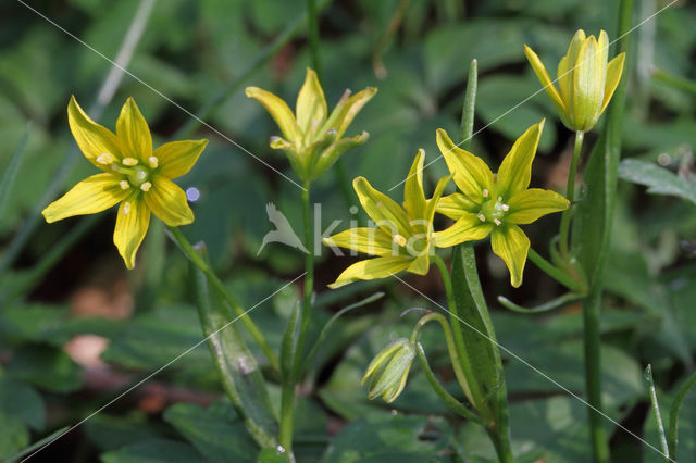 Belgian Gagea (Gagea spathacea)