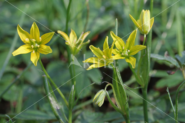 Belgian Gagea (Gagea spathacea)