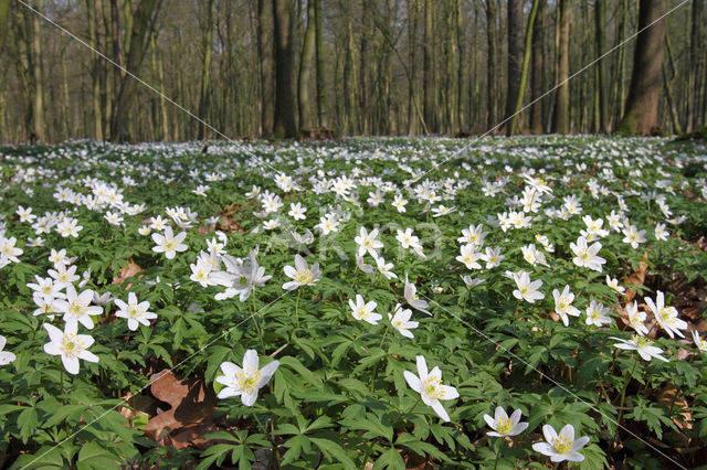 Bosanemoon (Anemone nemorosa)