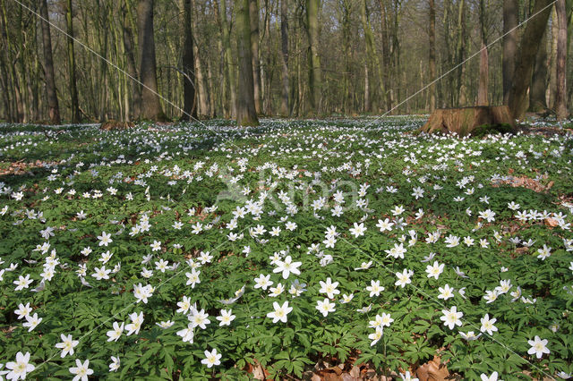 Bosanemoon (Anemone nemorosa)