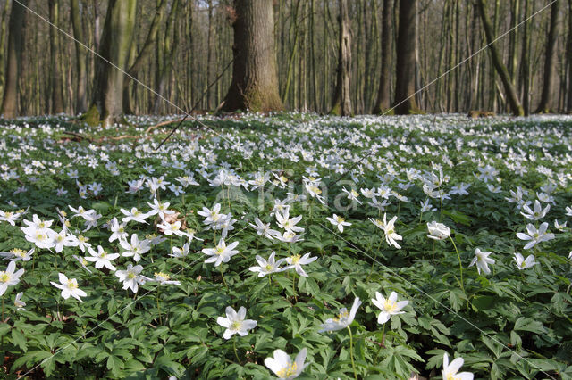 Bosanemoon (Anemone nemorosa)