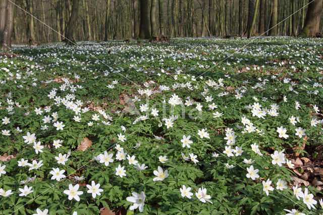 Wood Anemone (Anemone nemorosa)