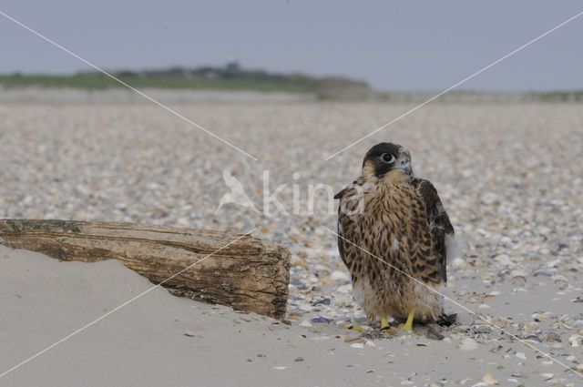 Slechtvalk (Falco peregrinus)