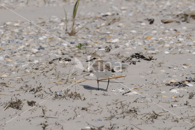 Kentish Plover (Charadrius alexandrinus)