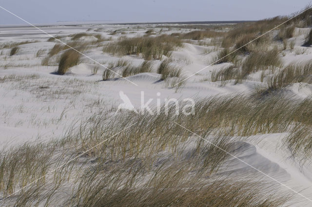 Marram (Ammophila arenaria)