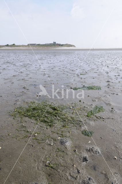 Klein zeegras (Zostera noltii)