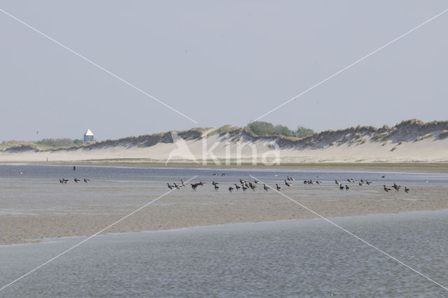 Rotgans (Branta bernicla)