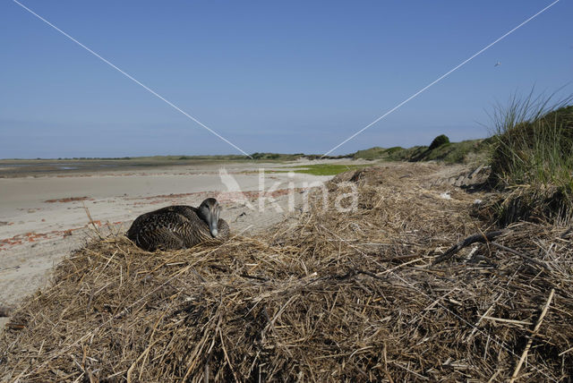 Eidereend (Somateria mollissima)