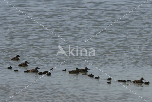 Eider (Somateria mollissima)