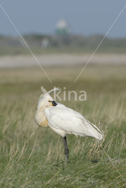 Eurasian Spoonbill (Platalea leucorodia)