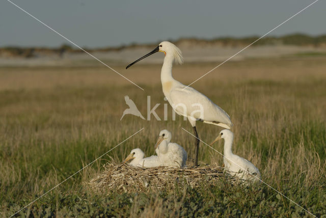 Lepelaar (Platalea leucorodia)