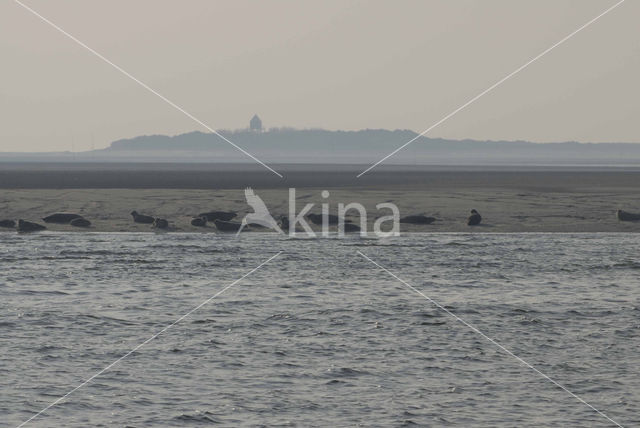 Gewone zeehond (Phoca vitulina)