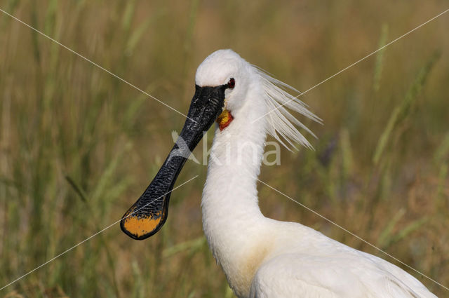 Eurasian Spoonbill (Platalea leucorodia)