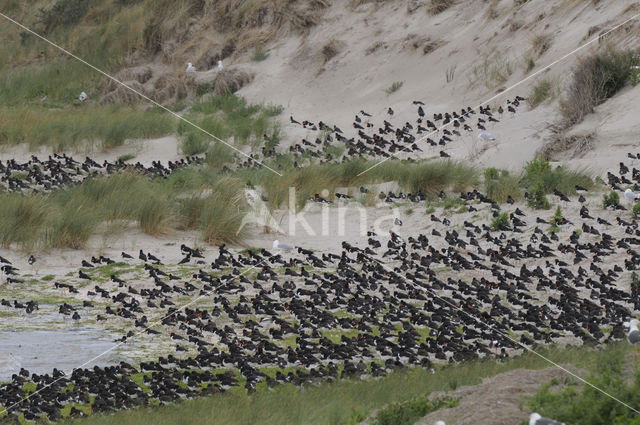 Oystercatcher (Haematopus ostralegus)