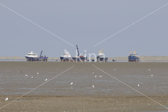 Waddenzee