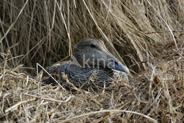 Eidereend (Somateria mollissima)