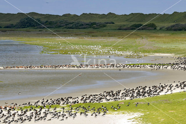 Oystercatcher (Haematopus ostralegus)