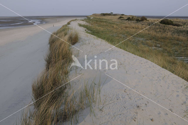 Marram (Ammophila arenaria)