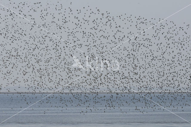 Shorebird