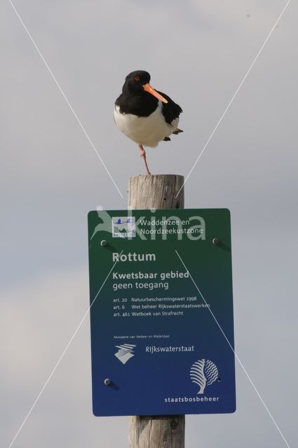 Oystercatcher (Haematopus ostralegus)