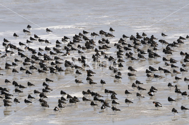 Oystercatcher (Haematopus ostralegus)