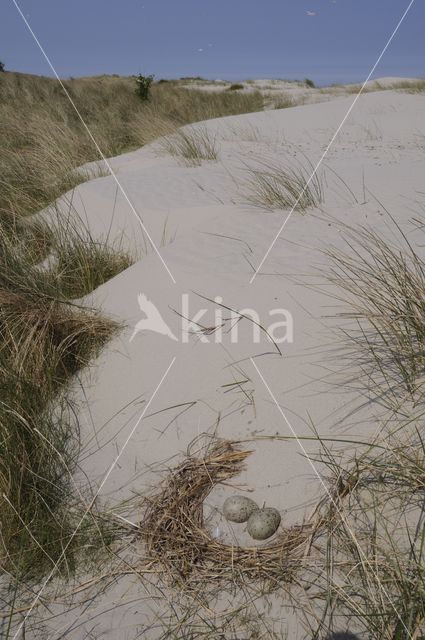 Marram (Ammophila arenaria)