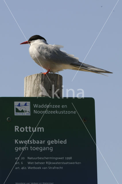 Arctic Tern (Sterna paradisaea)