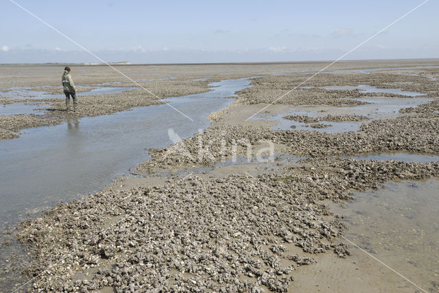 Japanse oester (Crassostrea gigas)