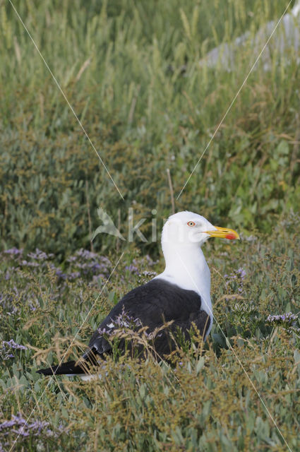 Lesser Black-backed Gull (Larus fuscus)