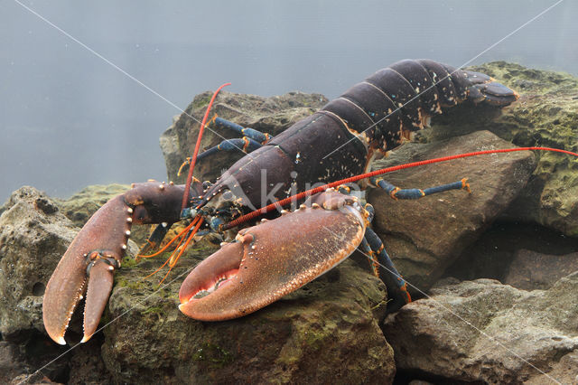 europese oosterschelde kreeft (homarus gammarus)