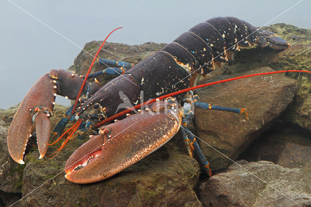 homarus gammarus