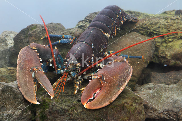 europese oosterschelde kreeft (homarus gammarus)