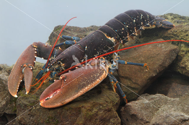 europese oosterschelde kreeft (homarus gammarus)