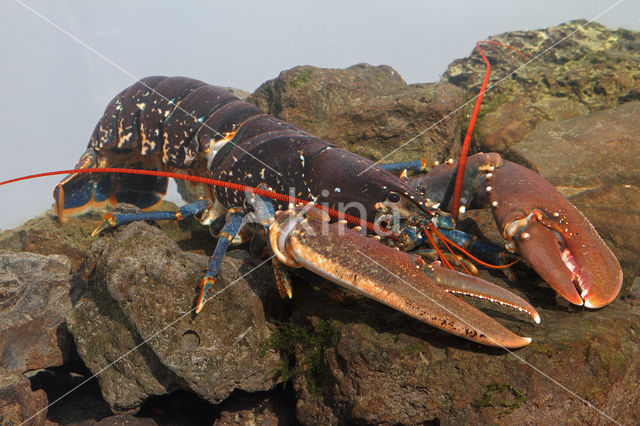 europese oosterschelde kreeft (homarus gammarus)