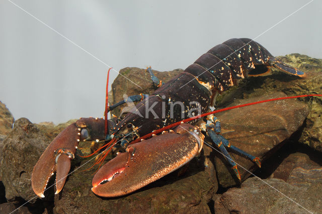 europese oosterschelde kreeft (homarus gammarus)