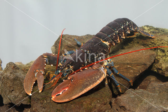 europese oosterschelde kreeft (homarus gammarus)