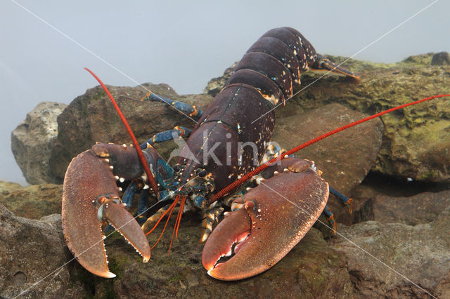 europese oosterschelde kreeft (homarus gammarus)