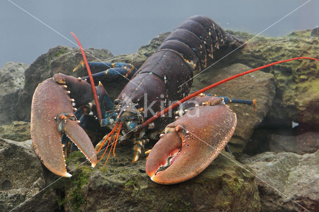 europese oosterschelde kreeft (homarus gammarus)